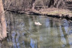 IMG_0954